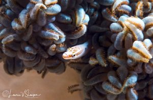 Xenia Coral Pipefish/Photographed with a Canon 60 mm macr... by Laurie Slawson 